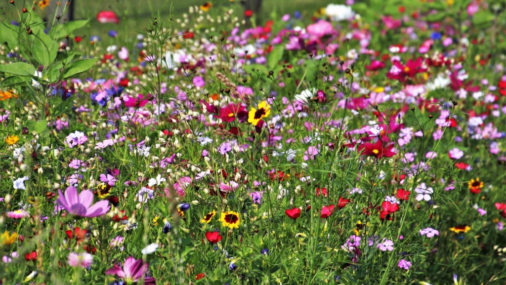 Wildflower verges