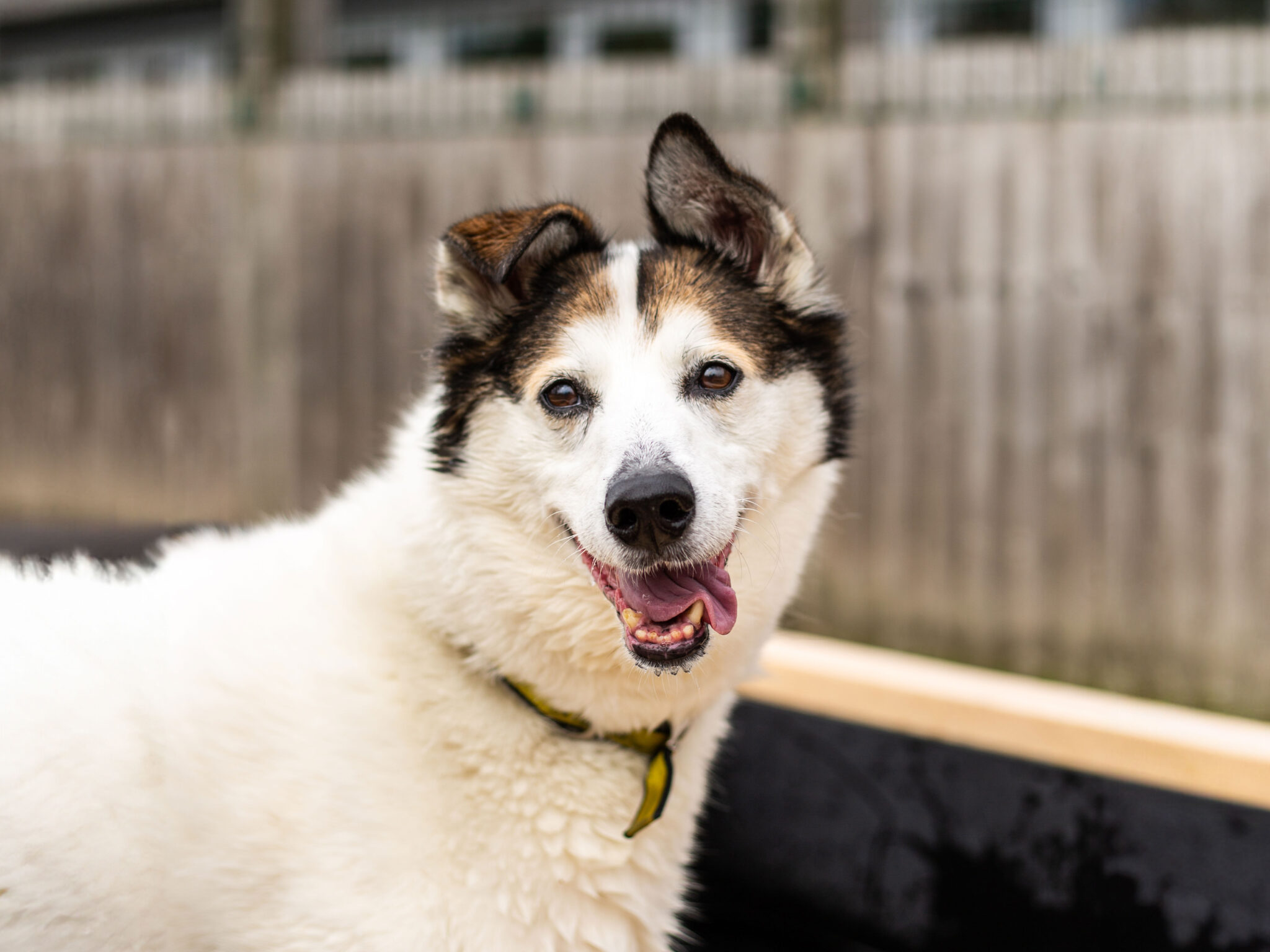 The young and old dogs at Denton centre looking for love - Tameside ...