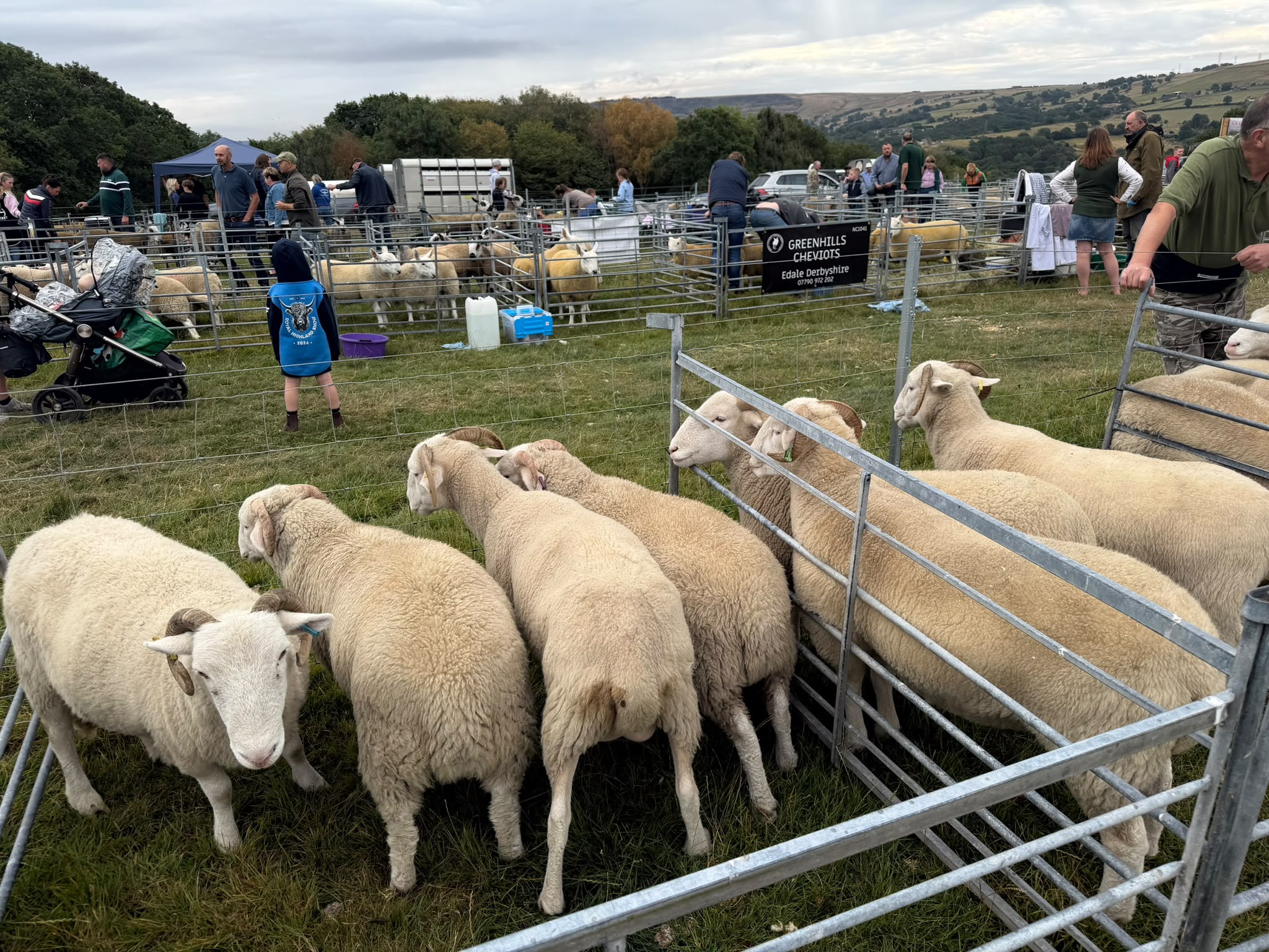 Sheep at Mottram Show 2026